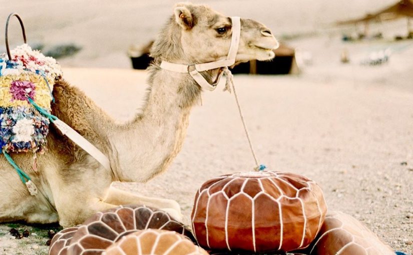 Leather floor cushions just in, shop through the link in our bio image click to see email